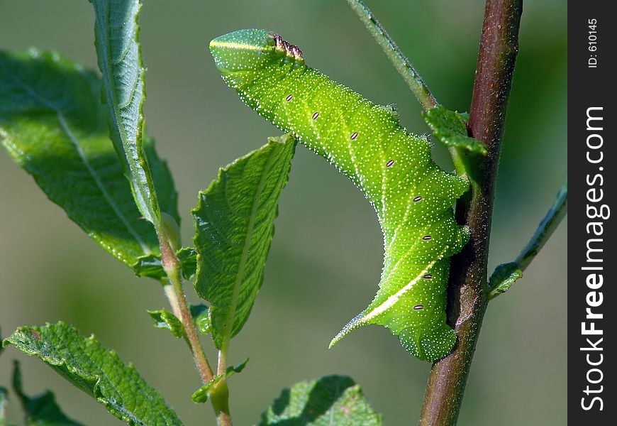 Caterpillar of butterfly Laothoe populi on a willow.