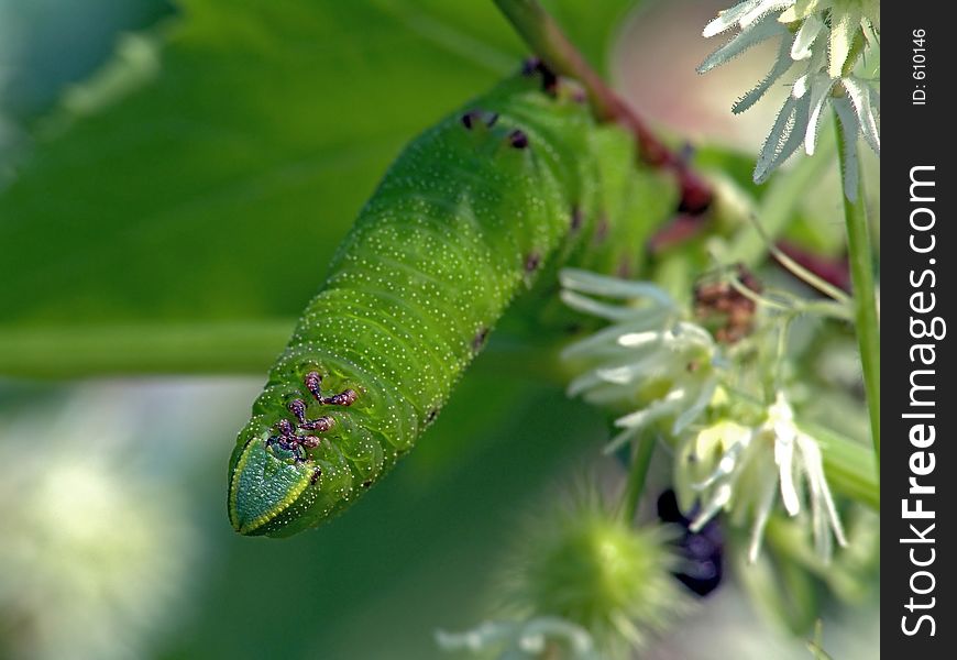 Caterpillar Of Butterfly Laothoe Populi.