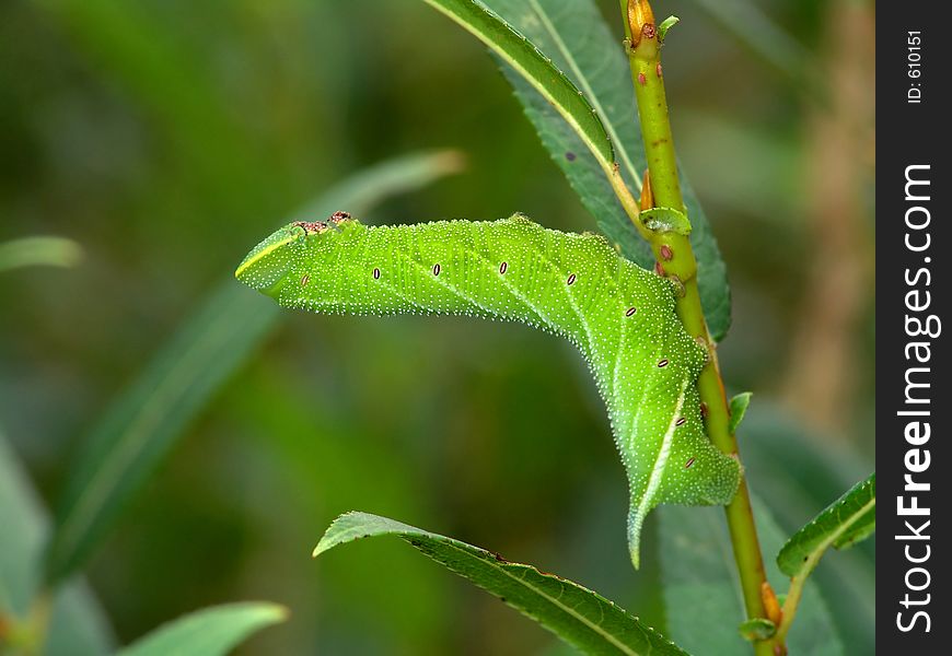 A caterpillar of butterfly Laothoe populi families Sphingidae. Length of a body about 55 mm. The photo is made in Moscow areas (Russia). Original date/time: 2004:08:19 10:56:25. A caterpillar of butterfly Laothoe populi families Sphingidae. Length of a body about 55 mm. The photo is made in Moscow areas (Russia). Original date/time: 2004:08:19 10:56:25.