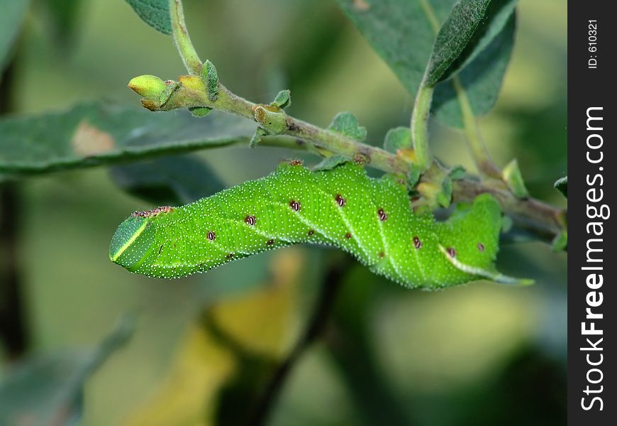 Caterpillar of butterfly Laothoe populi on a willow.