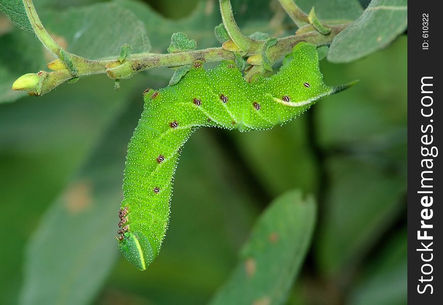 A caterpillar of butterfly Laothoe populi families Sphingidae. Length of a body about 55 mm. The photo is made in Moscow areas (Russia). Original date/time: 2004:08:22 10:40:05. A caterpillar of butterfly Laothoe populi families Sphingidae. Length of a body about 55 mm. The photo is made in Moscow areas (Russia). Original date/time: 2004:08:22 10:40:05.