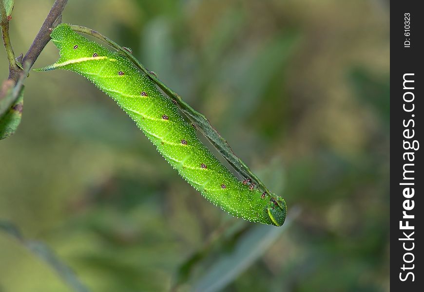 Caterpillar of butterfly Laothoe populi on a willow.