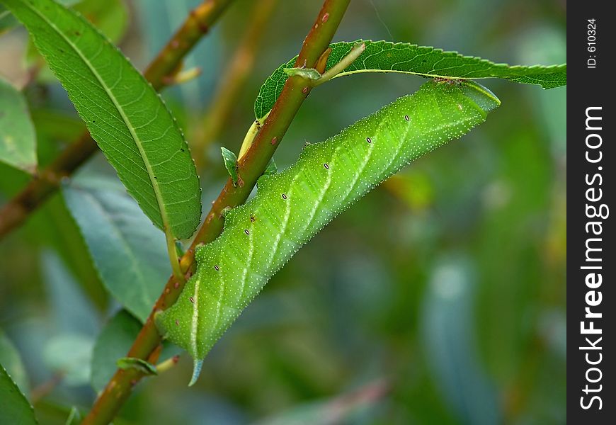 Caterpillar of butterfly Laothoe populi on a willow.