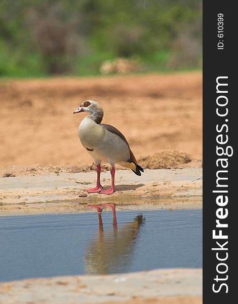 Egyptian Goose with reflection