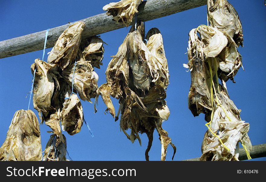 Fish is drying while hanging on a beam. Photographed in a European harbour. Fish is drying while hanging on a beam. Photographed in a European harbour.