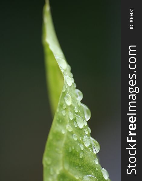 Macro of green leaf with water drops. Macro of green leaf with water drops.