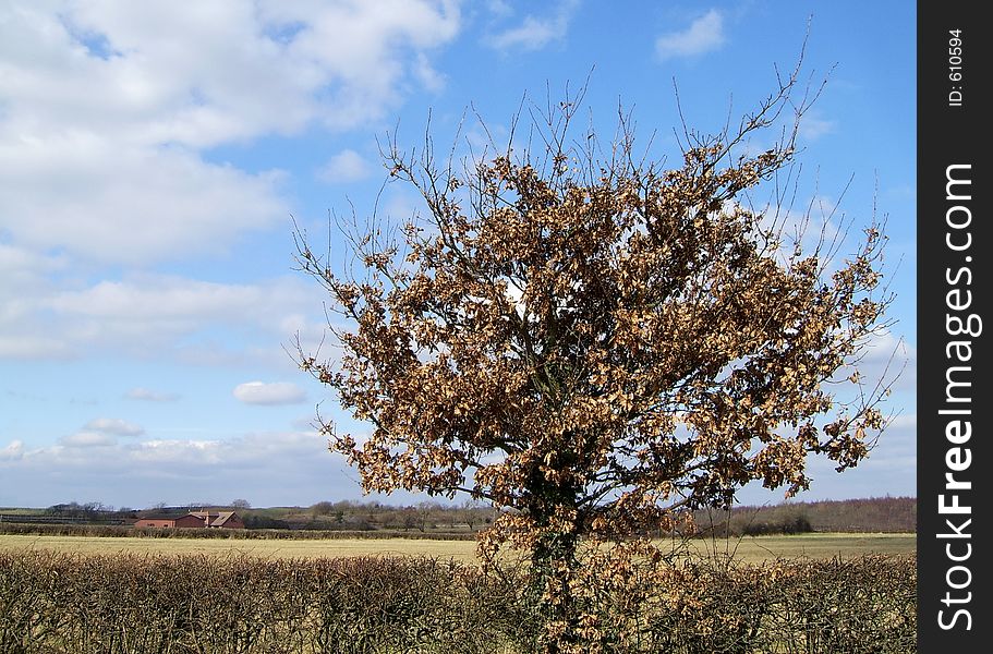 An isolated bush ina hedgerow. An isolated bush ina hedgerow