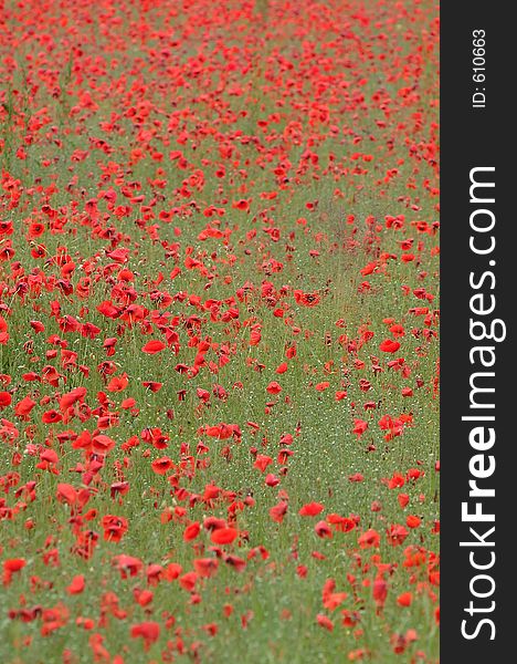 Field full of poppy. Field full of poppy