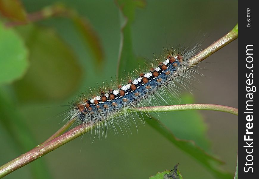 Caterpillar Of Butterfly Leucoma Salicis.
