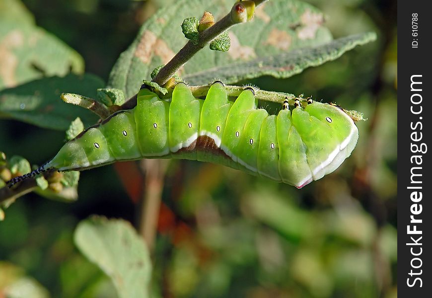 A caterpillar of butterfly Cerura erminea families Notodontidae on a leaf of a willow. The photo is made in Moscow areas (Russia). Original date/time: 2003:07:31 09:50:56. A caterpillar of butterfly Cerura erminea families Notodontidae on a leaf of a willow. The photo is made in Moscow areas (Russia). Original date/time: 2003:07:31 09:50:56.