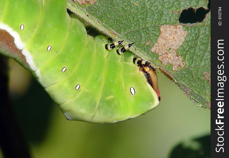 A caterpillar of butterfly Cerura erminea families Notodontidae on a leaf of a willow. The photo is made in Moscow areas (Russia). Original date/time: 2003:07:31 09 :41:29. A caterpillar of butterfly Cerura erminea families Notodontidae on a leaf of a willow. The photo is made in Moscow areas (Russia). Original date/time: 2003:07:31 09 :41:29.