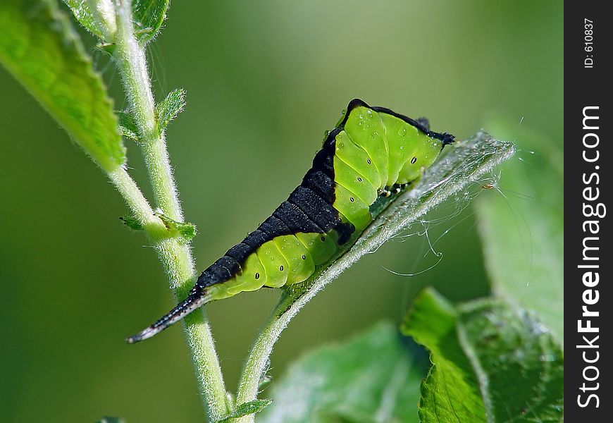 A caterpillar of butterfly Cerura erminea families Notodontidae on a branch of a willow. The photo is made in Moscow areas (Russia). Original date/time: 2003:08:20 10:04:23. A caterpillar of butterfly Cerura erminea families Notodontidae on a branch of a willow. The photo is made in Moscow areas (Russia). Original date/time: 2003:08:20 10:04:23.