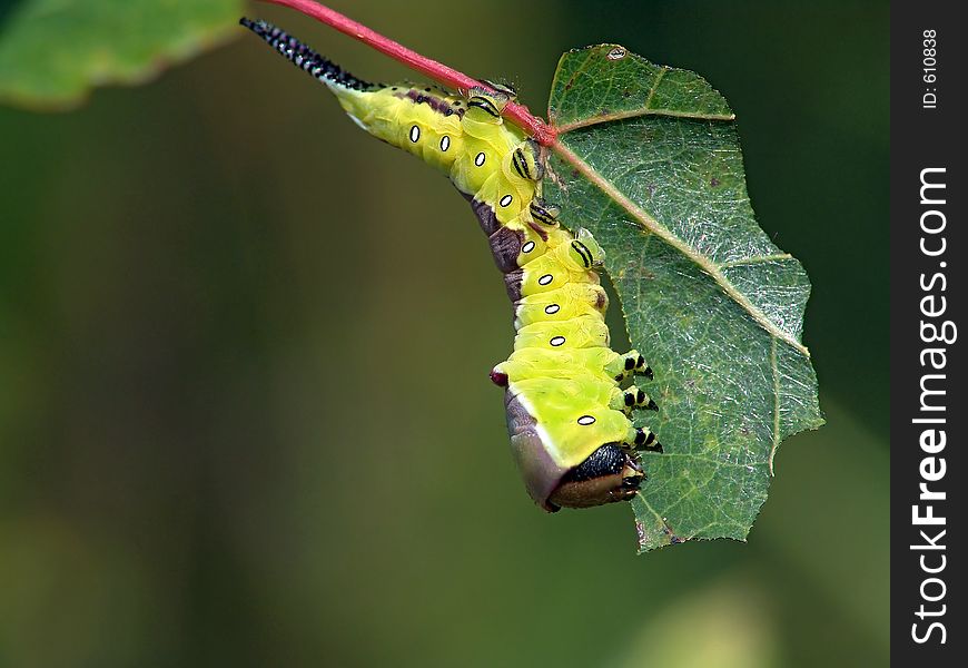 Caterpillar of butterfly Cerura erminea.