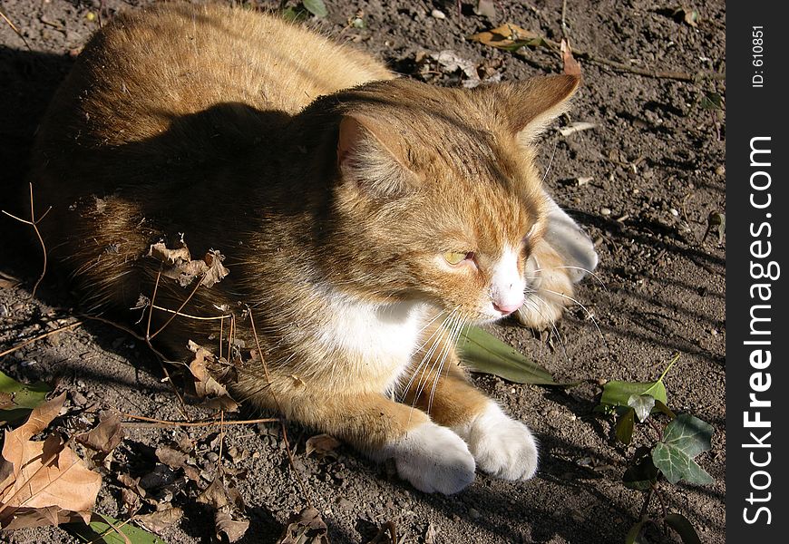 Cat enjoying the sun. Cat enjoying the sun