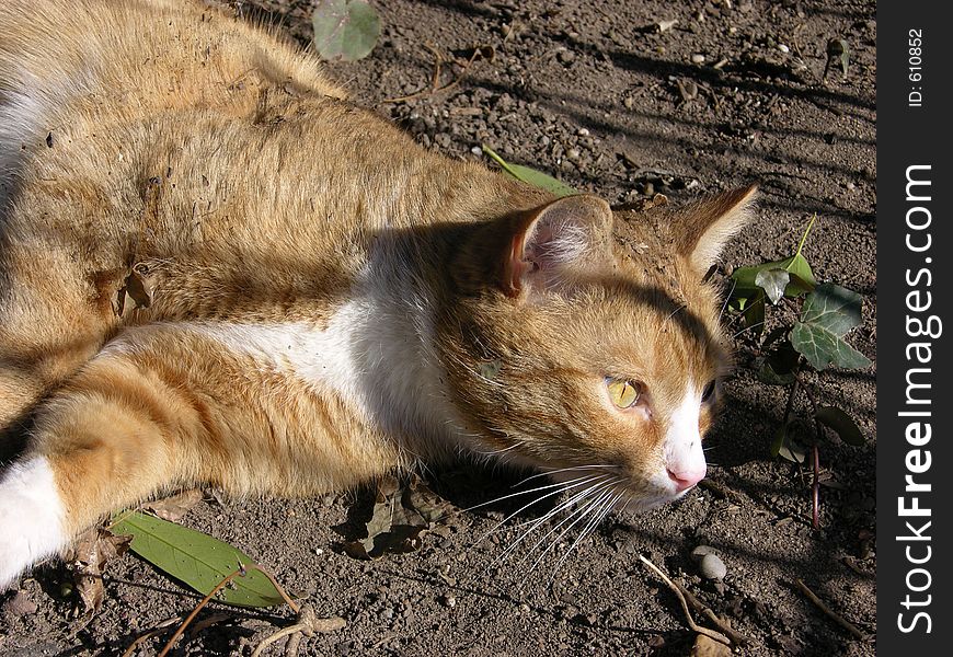 Relaxing cat. Relaxing cat