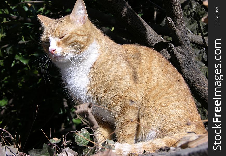 Cat outside. Cat outside