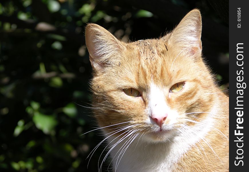 Cat enjoying the sun