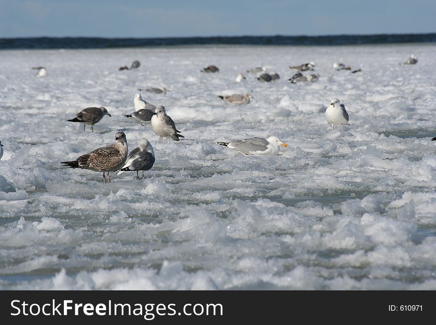 Birds on a frozen sea. Birds on a frozen sea