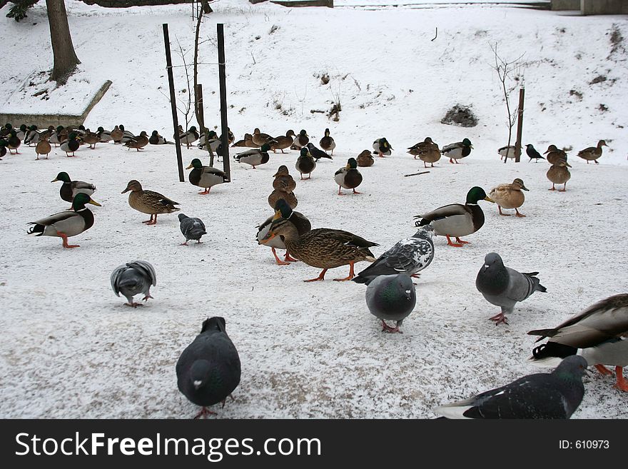 Ducks on snow