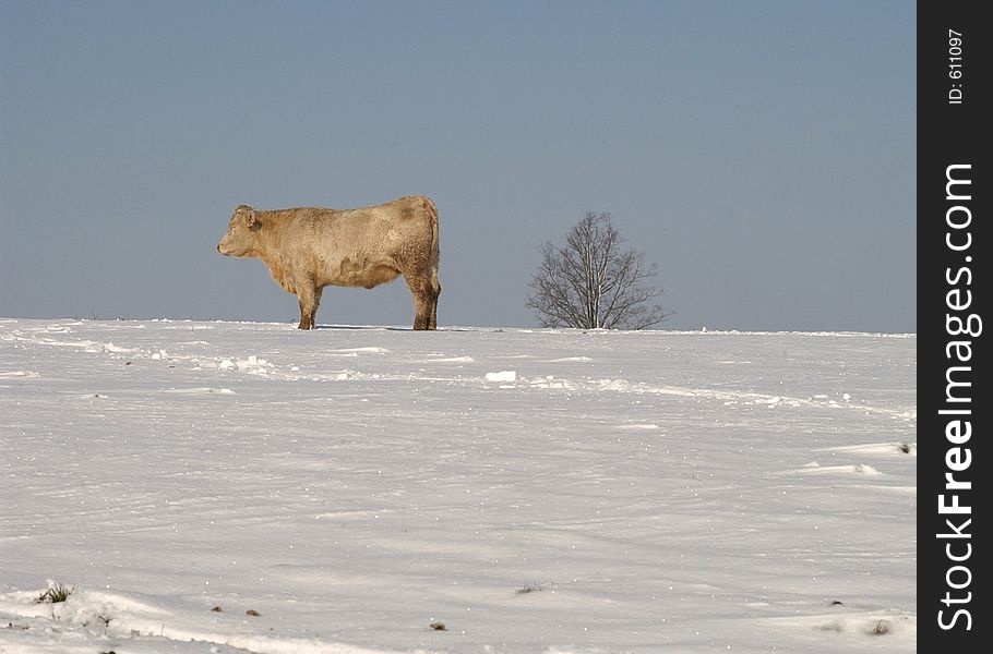 Cow And Tree In Snow