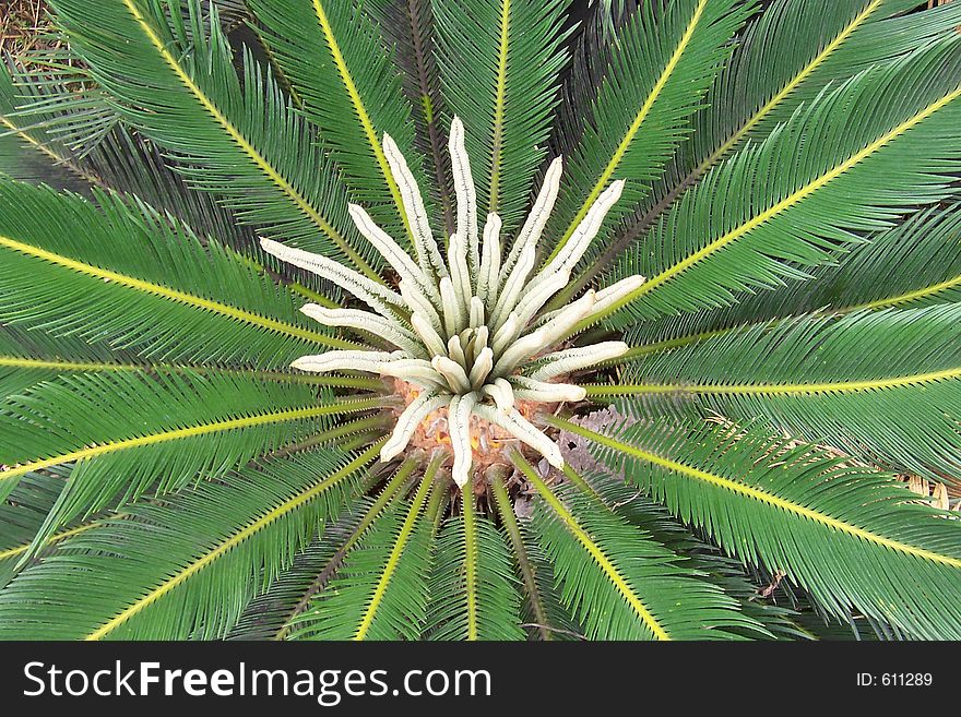 Palm Growth