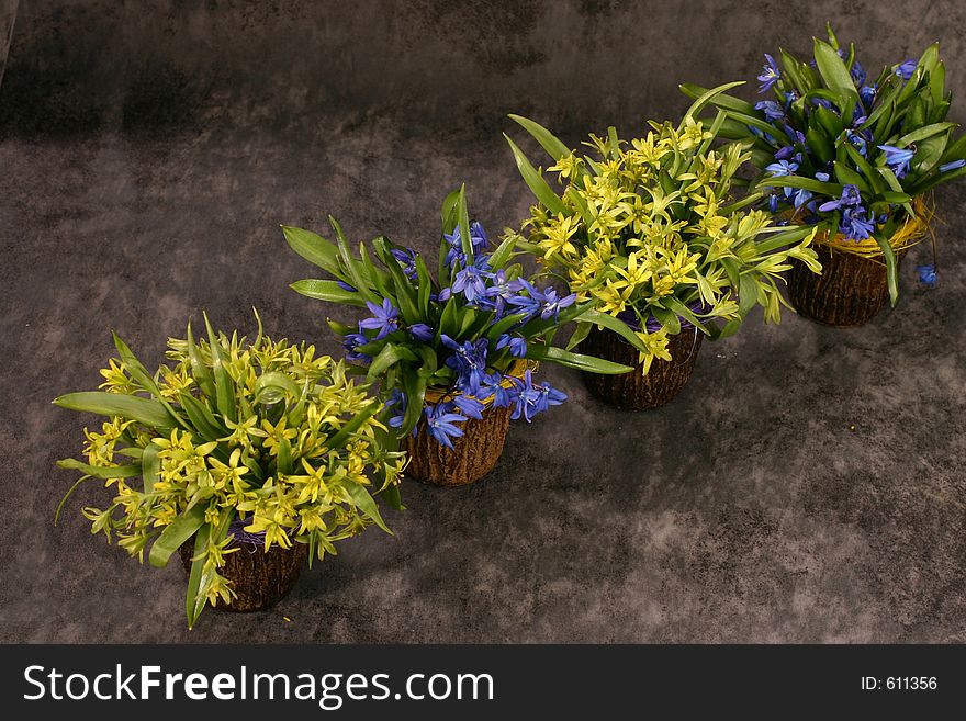 Snowdrops of yellow and blue in the little wooden vases