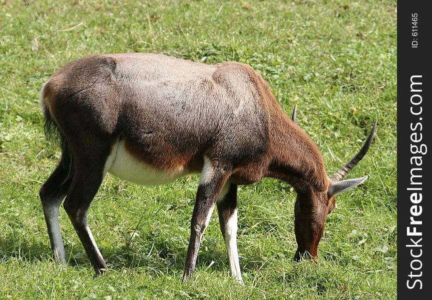 Antelope or Gazelle Grazing in a Field