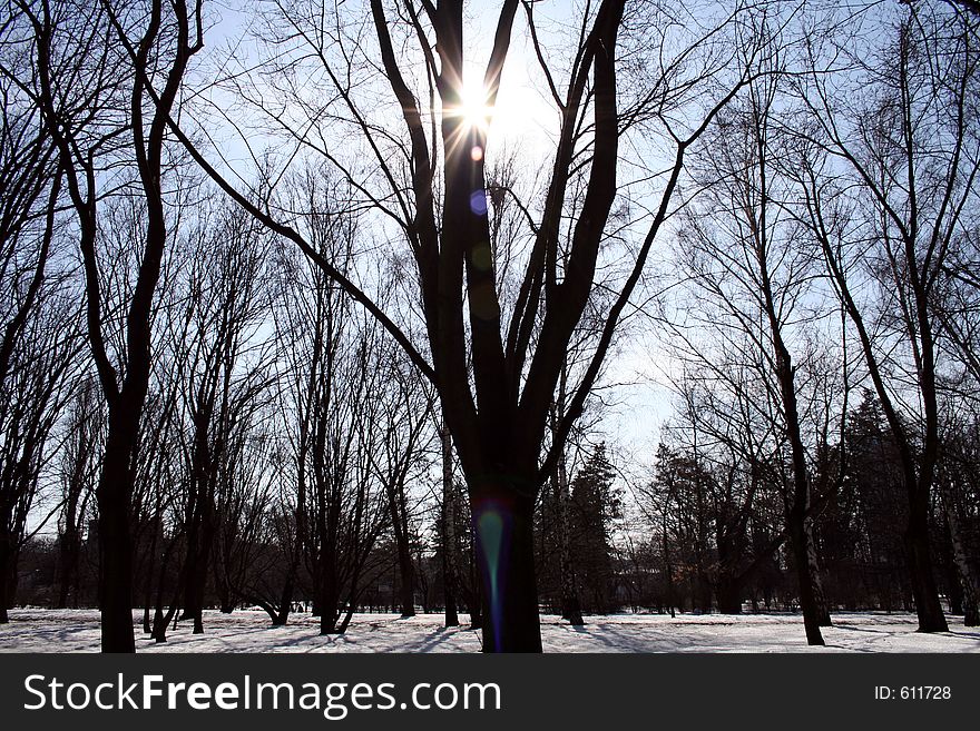 Rays of sun peaking through the trees. Rays of sun peaking through the trees