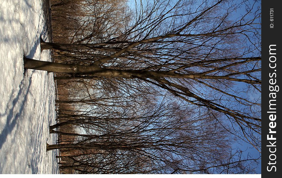 Melting snow and golden trees. Melting snow and golden trees