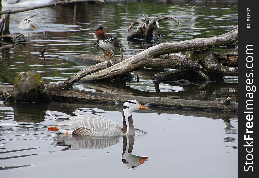 A striped-head Goose Swimming