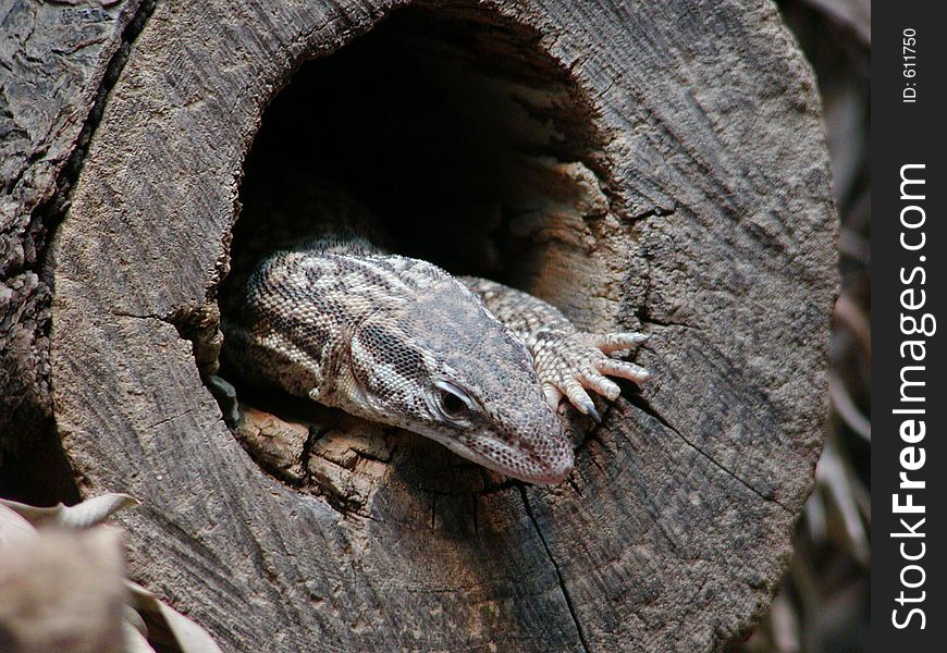 A lizard peeking out of a tree-stump