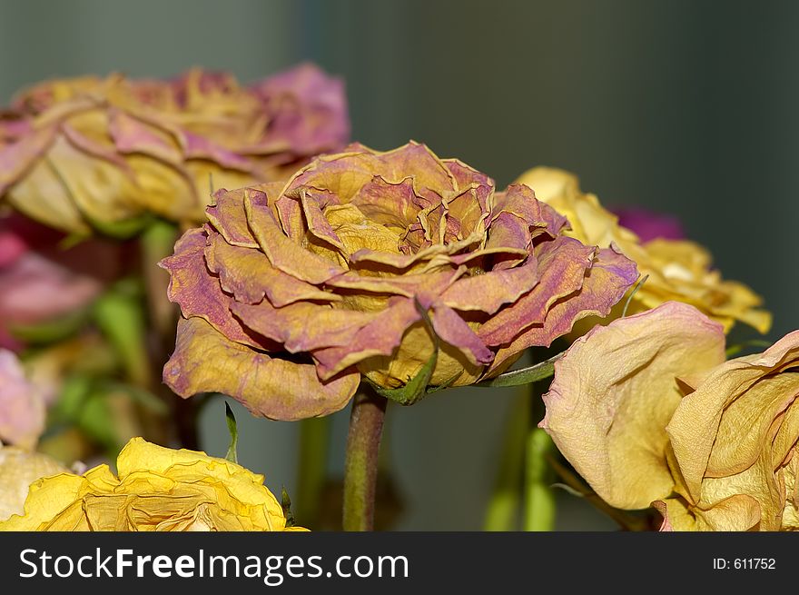 Dried Flowers