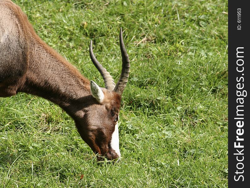 Antelope or Gazelle Grazing