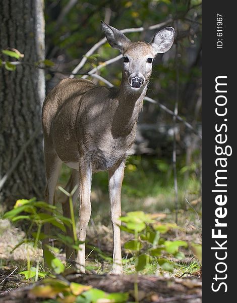 A young deer in the forest