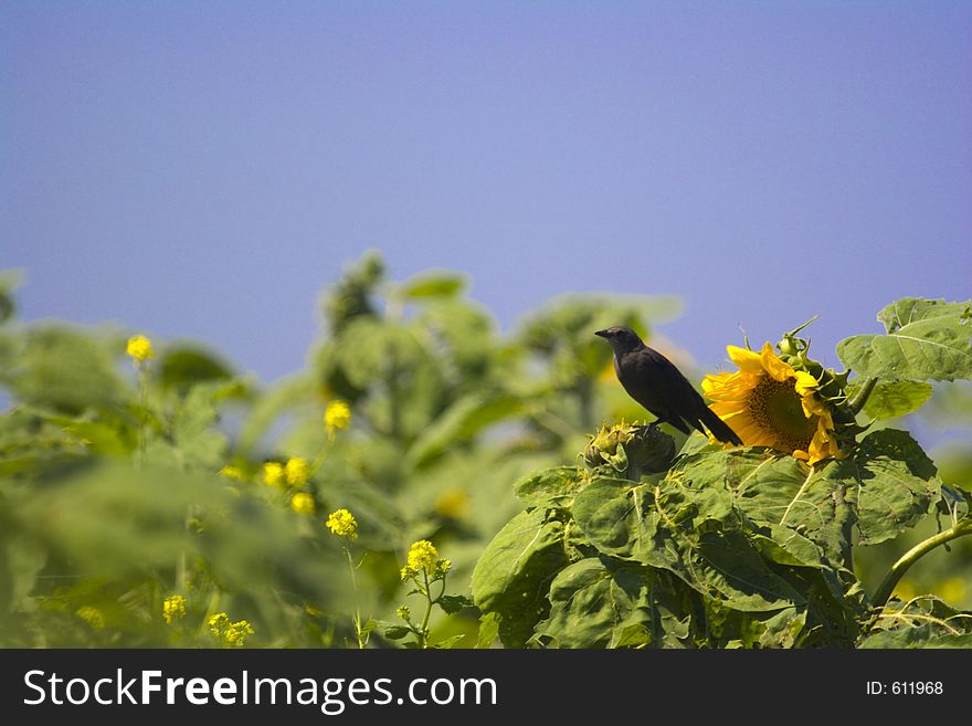 A black bird on a sunflower. A black bird on a sunflower.