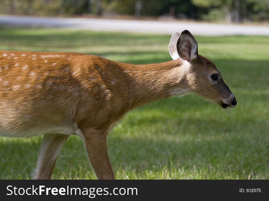 A wite tailed deer fawn walking across a field