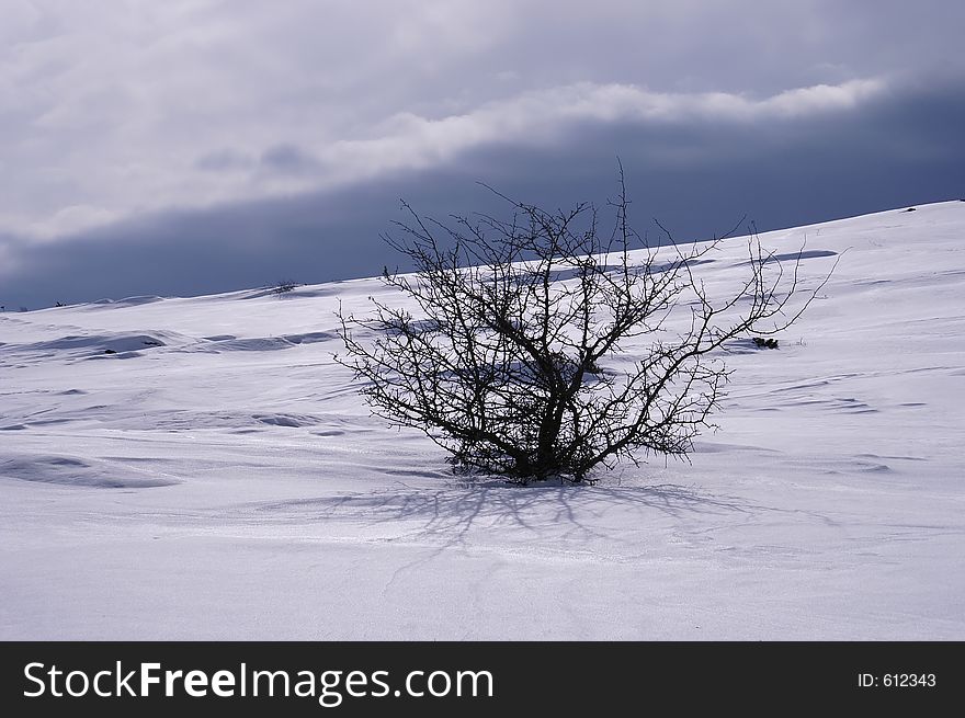 Lonely bush in snowy hill