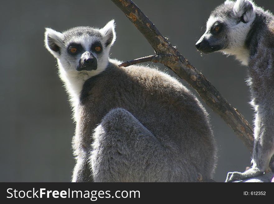 A couple of ring tail lemurs in a tree