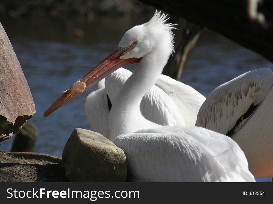 A white pelican resting in the sun