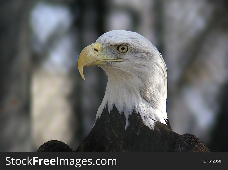 A closeup of a bald eagle head