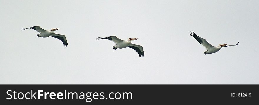 three pelicans in flight. three pelicans in flight