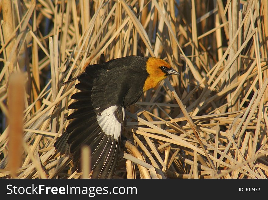 A yellow headed blackbird with one wing stretched out