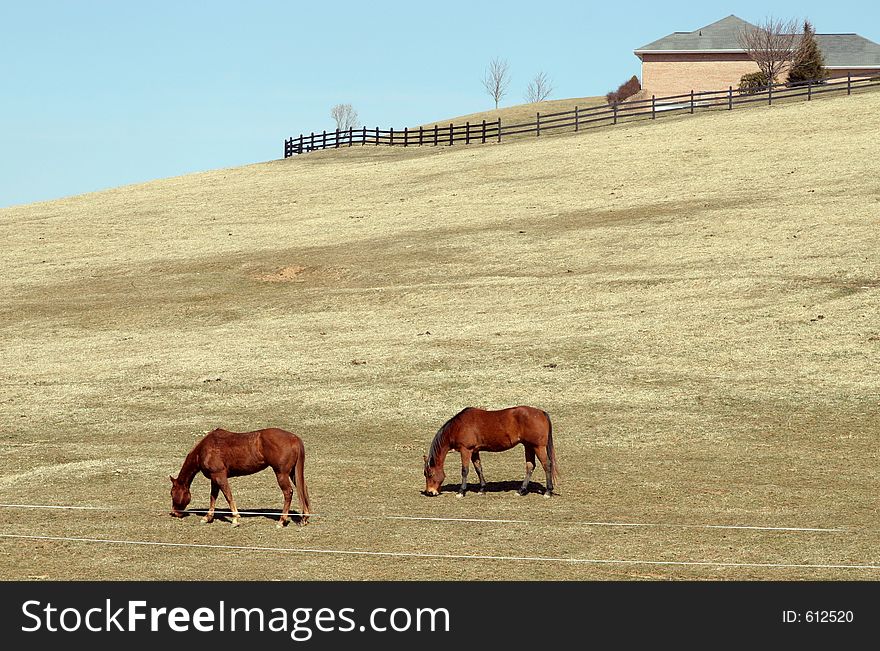 Two horses feeding by a hill. Two horses feeding by a hill