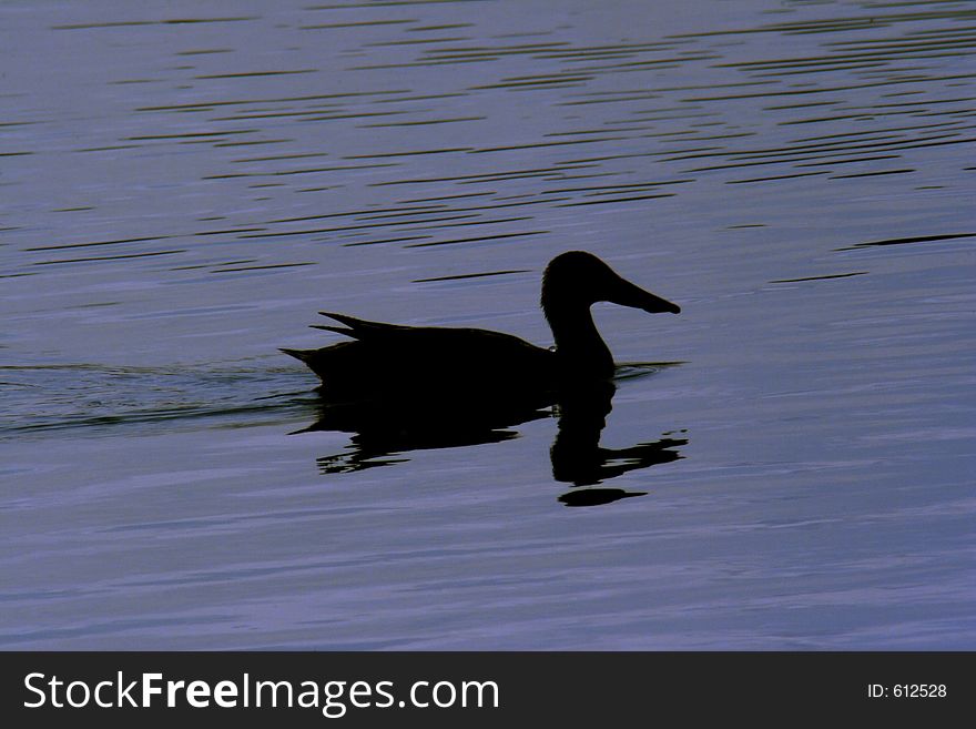 A silhouette of a duck swimming across a pond. taken at oak hammock marsh in manitoba canada. A silhouette of a duck swimming across a pond. taken at oak hammock marsh in manitoba canada