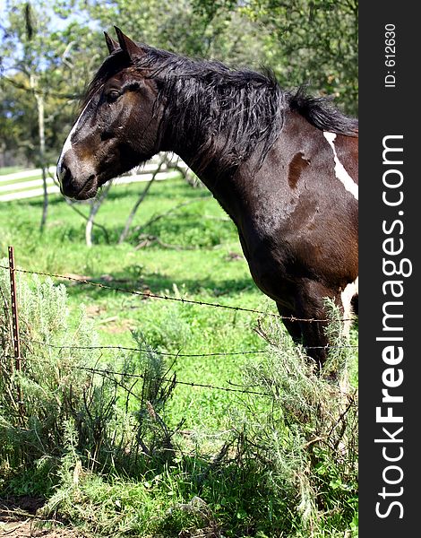 Big Paint horse looking over fence in green pasture. Big Paint horse looking over fence in green pasture