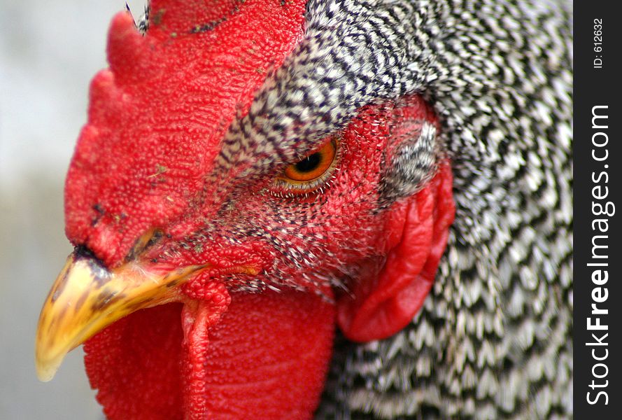 Barred Rock Rooster. Barred Rock Rooster