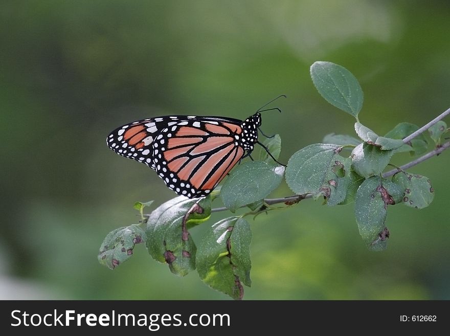 A monarck butterfly on a branch. A monarck butterfly on a branch