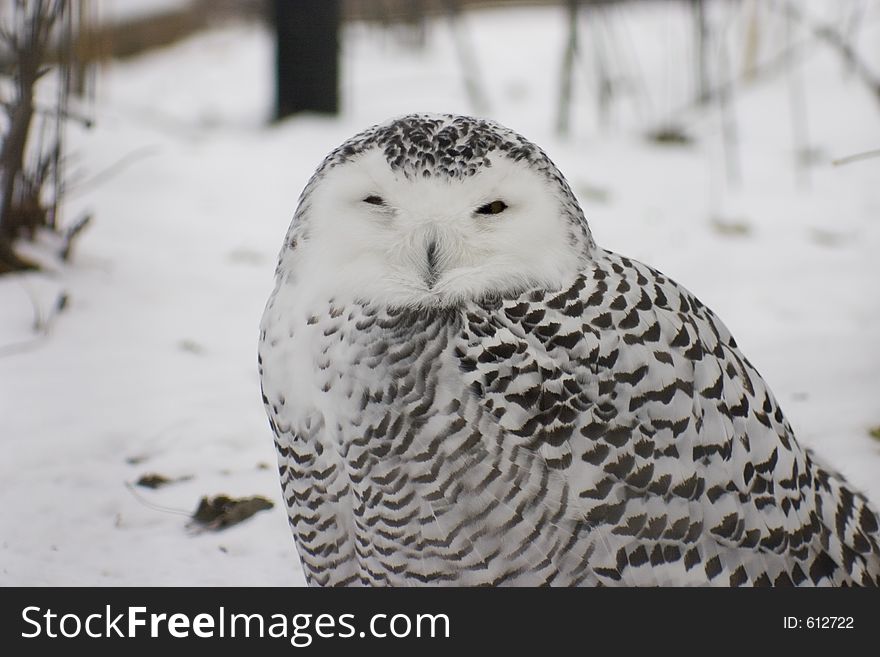 A snowy owl standing in the snow