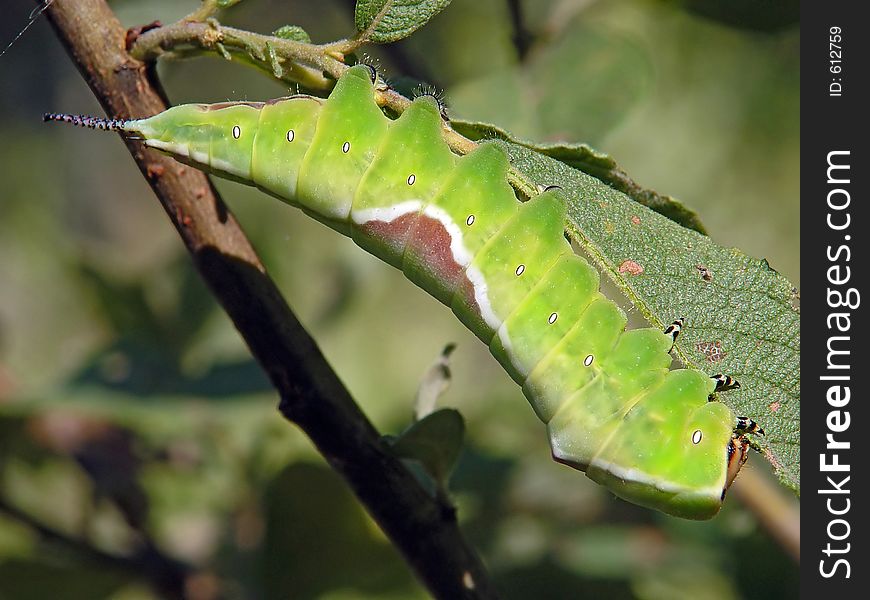 A caterpillar of butterfly Cerura erminea families Notodontidae on a branch of a willow. The photo is made in Moscow areas (Russia). Original date/time: 2003:08:01 09:42:18. A caterpillar of butterfly Cerura erminea families Notodontidae on a branch of a willow. The photo is made in Moscow areas (Russia). Original date/time: 2003:08:01 09:42:18.