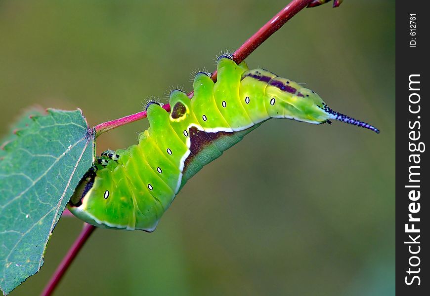 Caterpillar Of Butterfly Cerura Erminea.